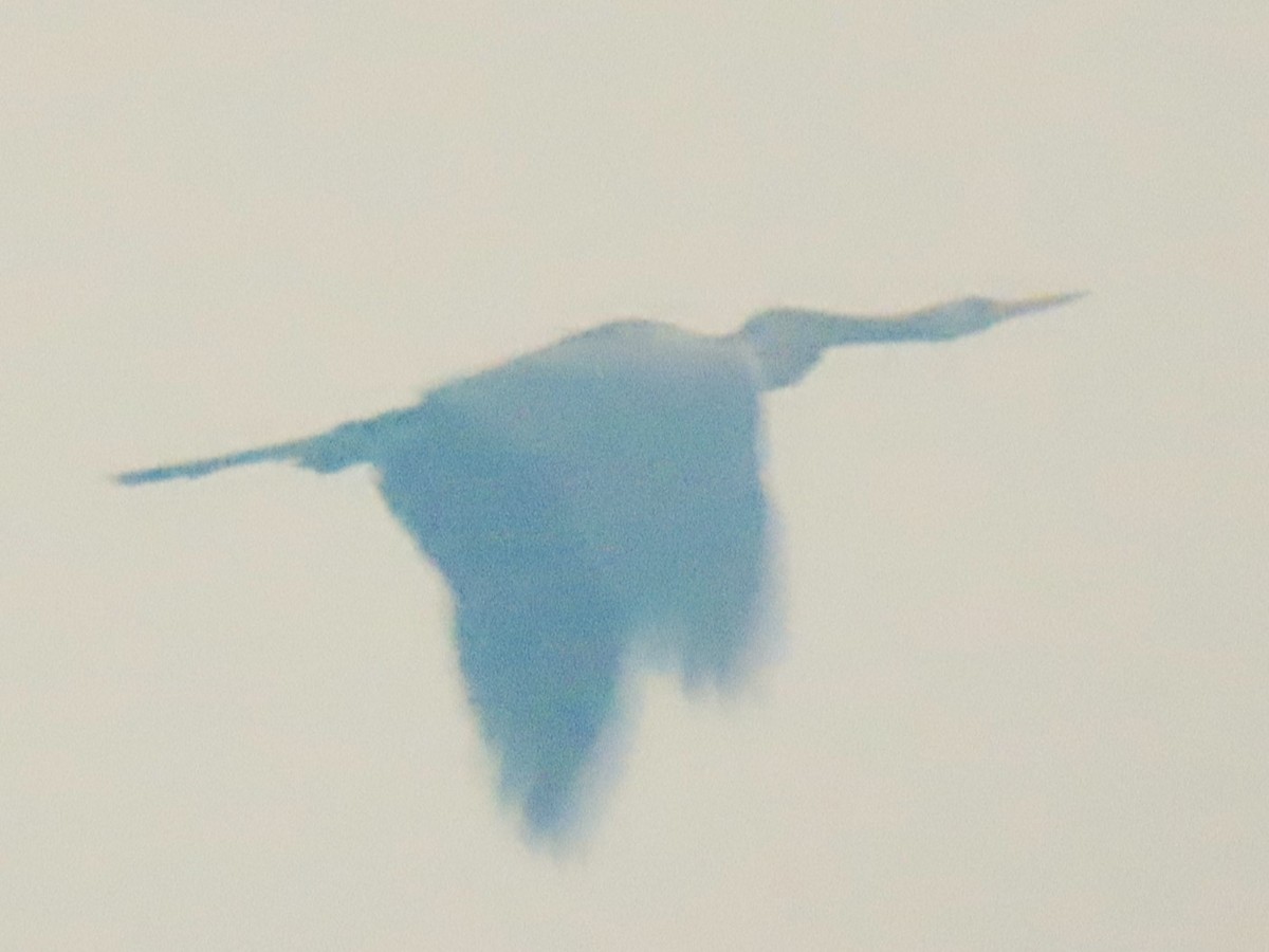 Oriental Darter - ML616276897