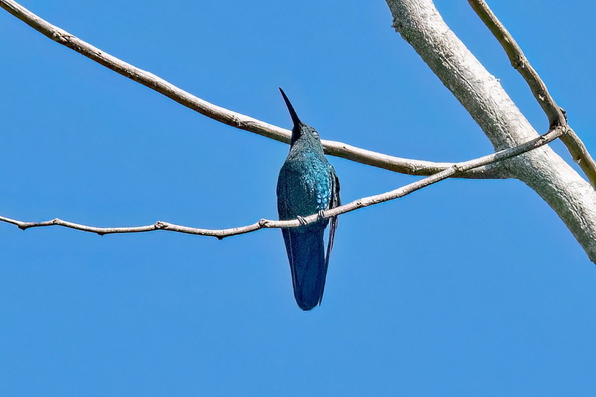kolibřík smaragdový - ML616276950