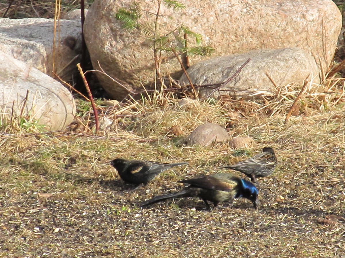 Red-winged Blackbird - ML616277053