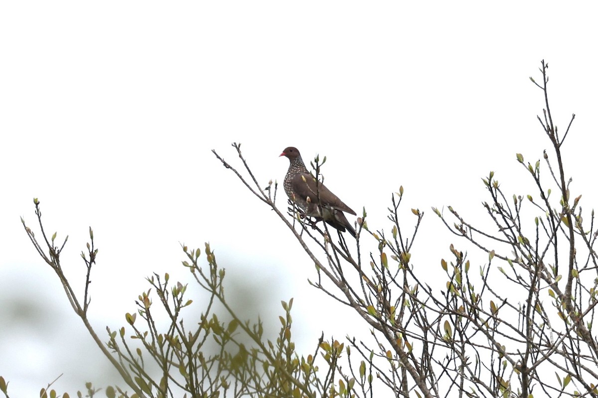 Scaled Pigeon - ML616277073