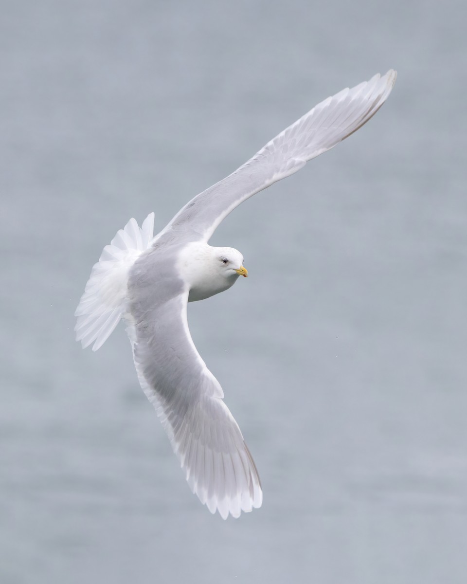 Iceland Gull (kumlieni) - ML616277083