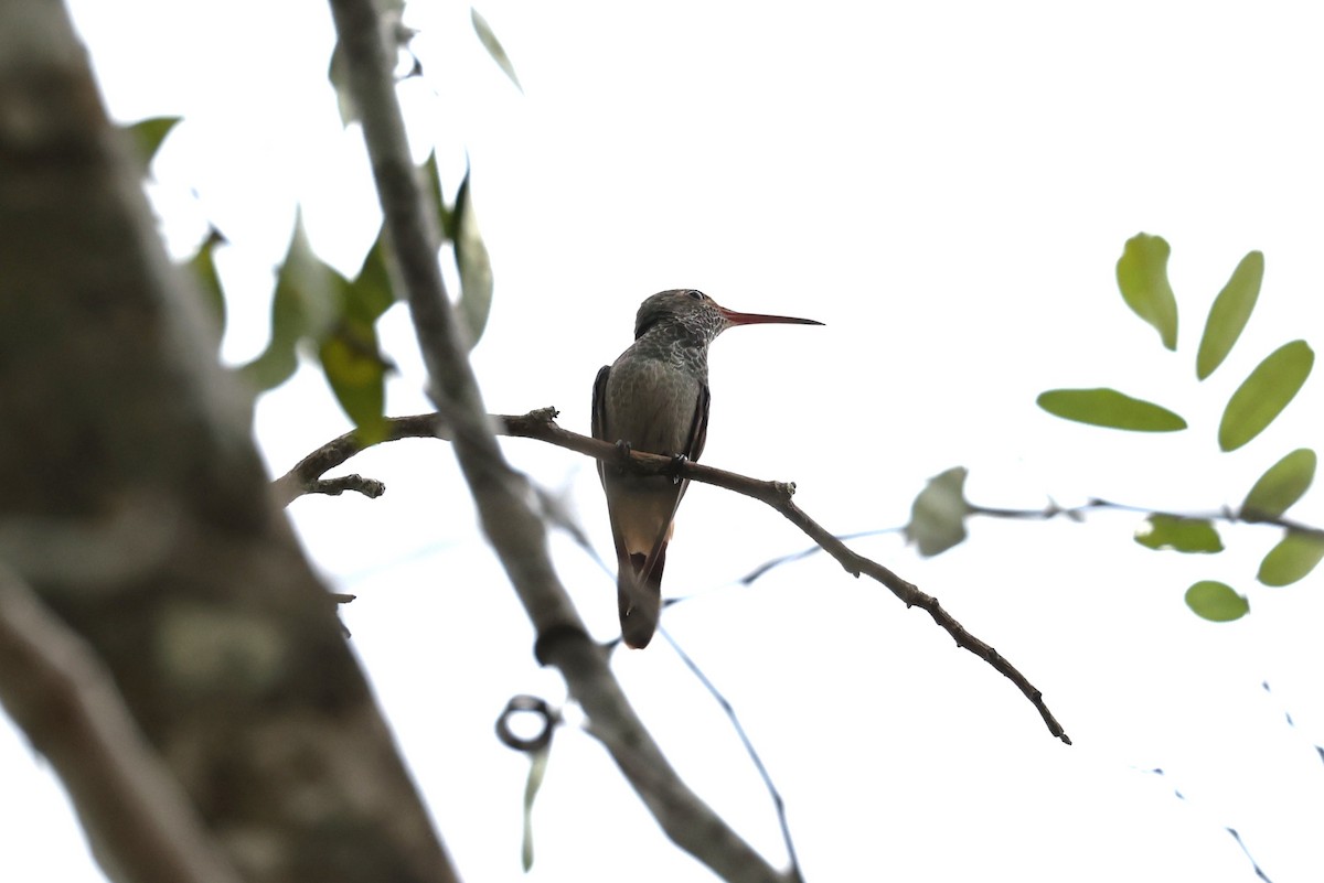 Buff-bellied Hummingbird - ML616277089