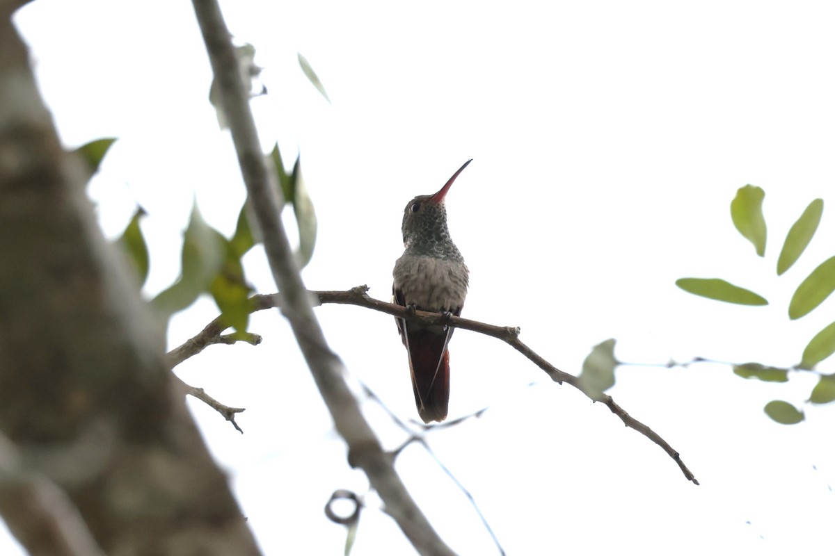 Buff-bellied Hummingbird - ML616277090