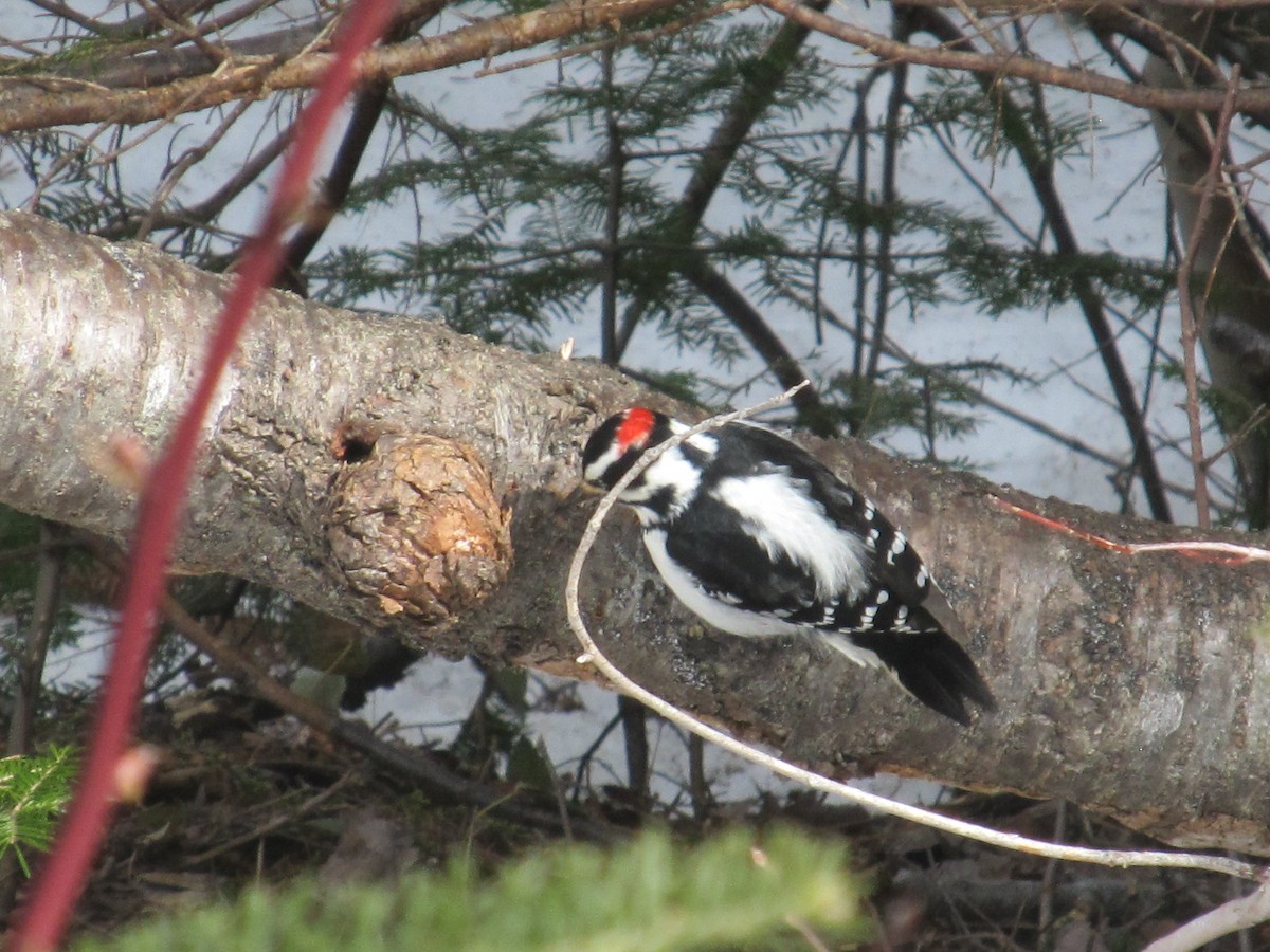 Hairy Woodpecker - ML616277117