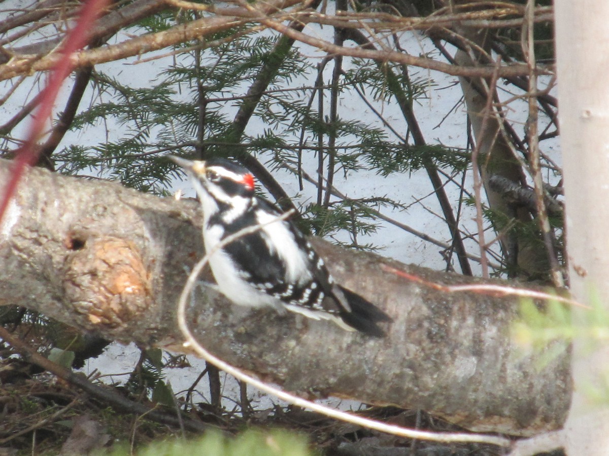 Hairy Woodpecker - ML616277124