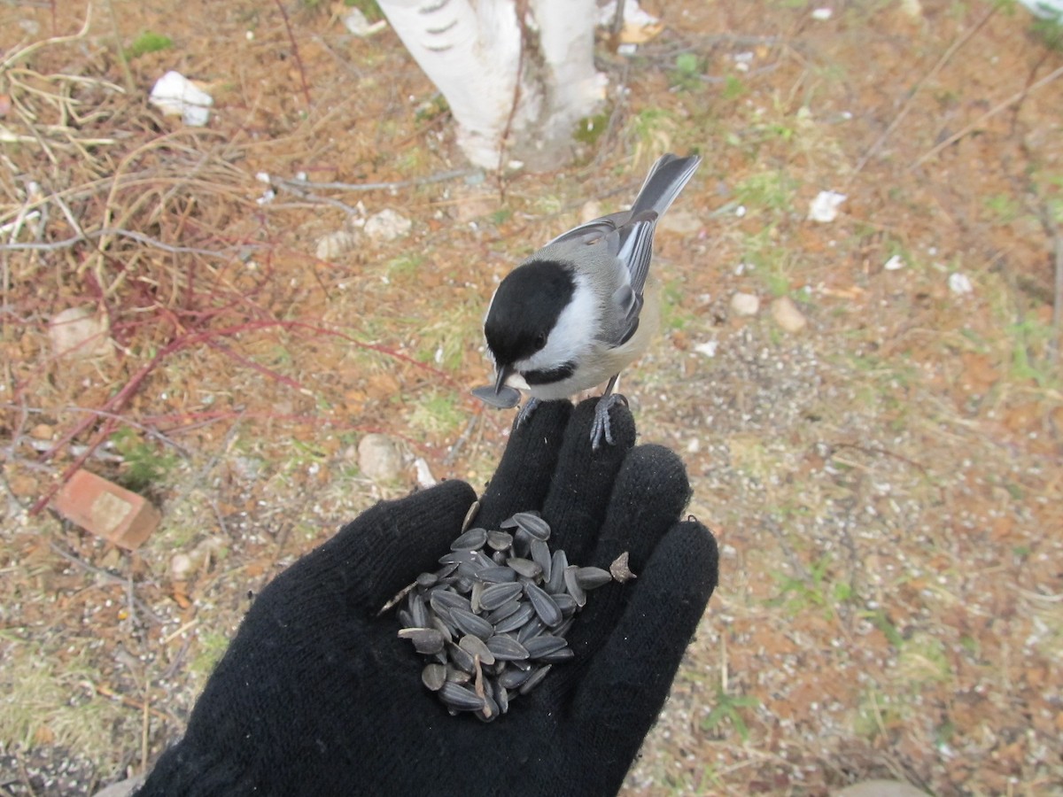 Black-capped Chickadee - ML616277134