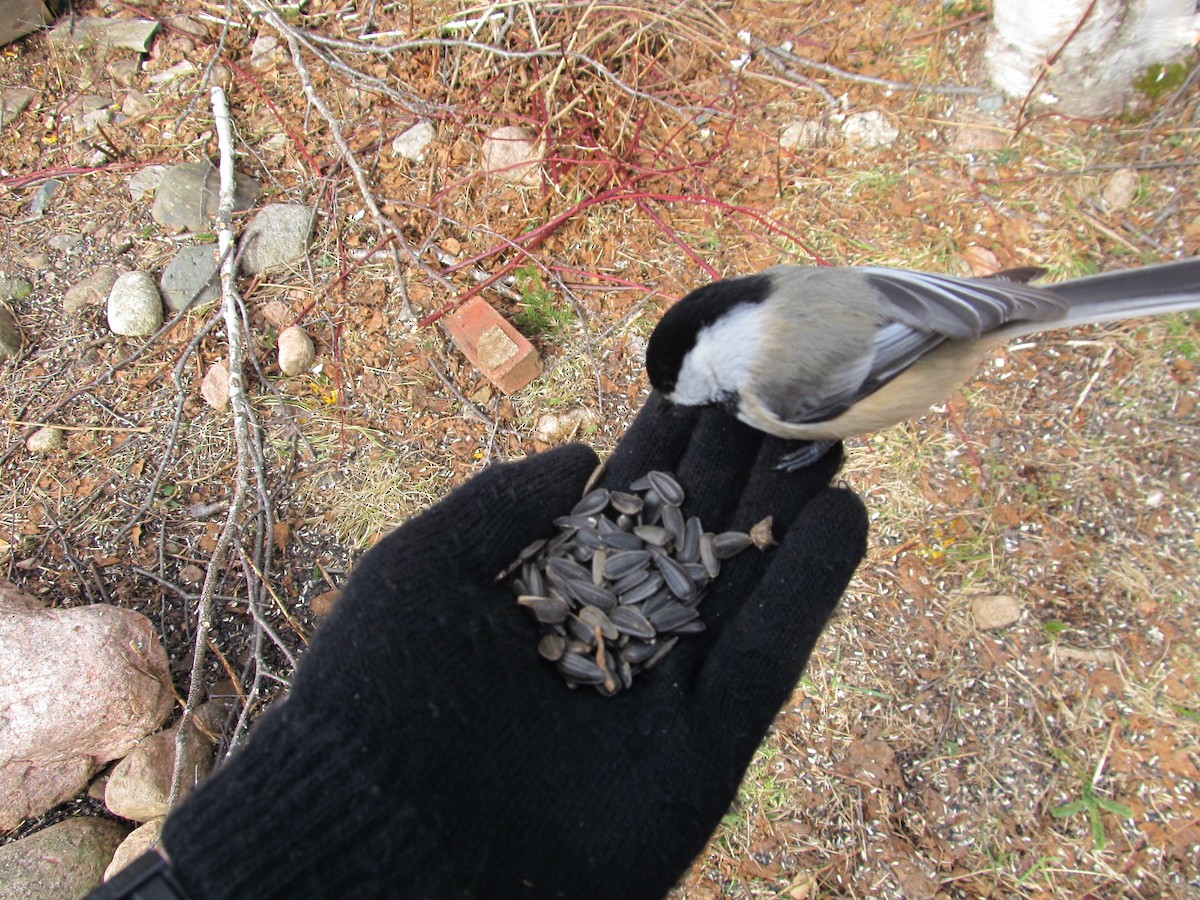 Black-capped Chickadee - ML616277135