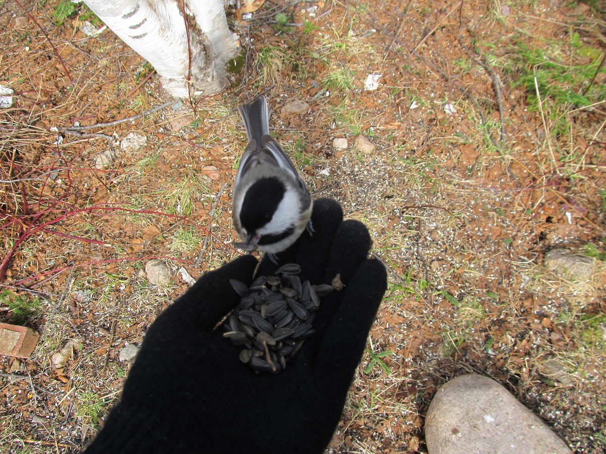 Black-capped Chickadee - Zachary Delmore