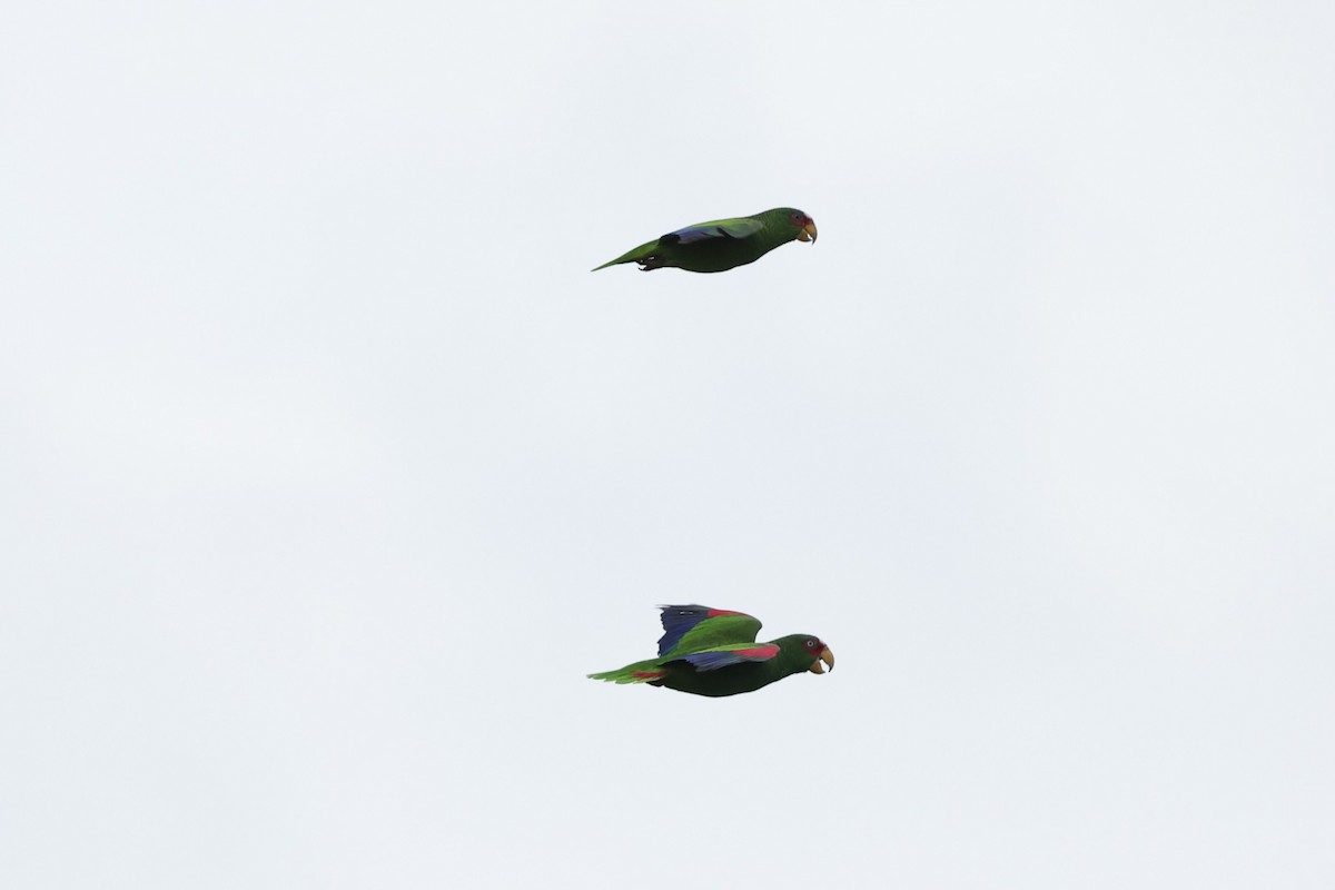 White-fronted Parrot - ML616277145