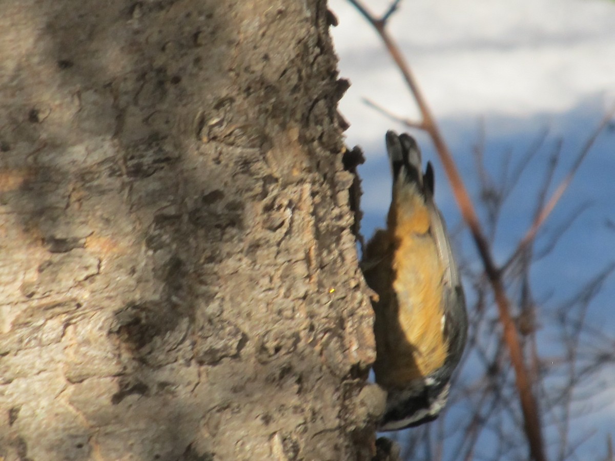 Red-breasted Nuthatch - ML616277148