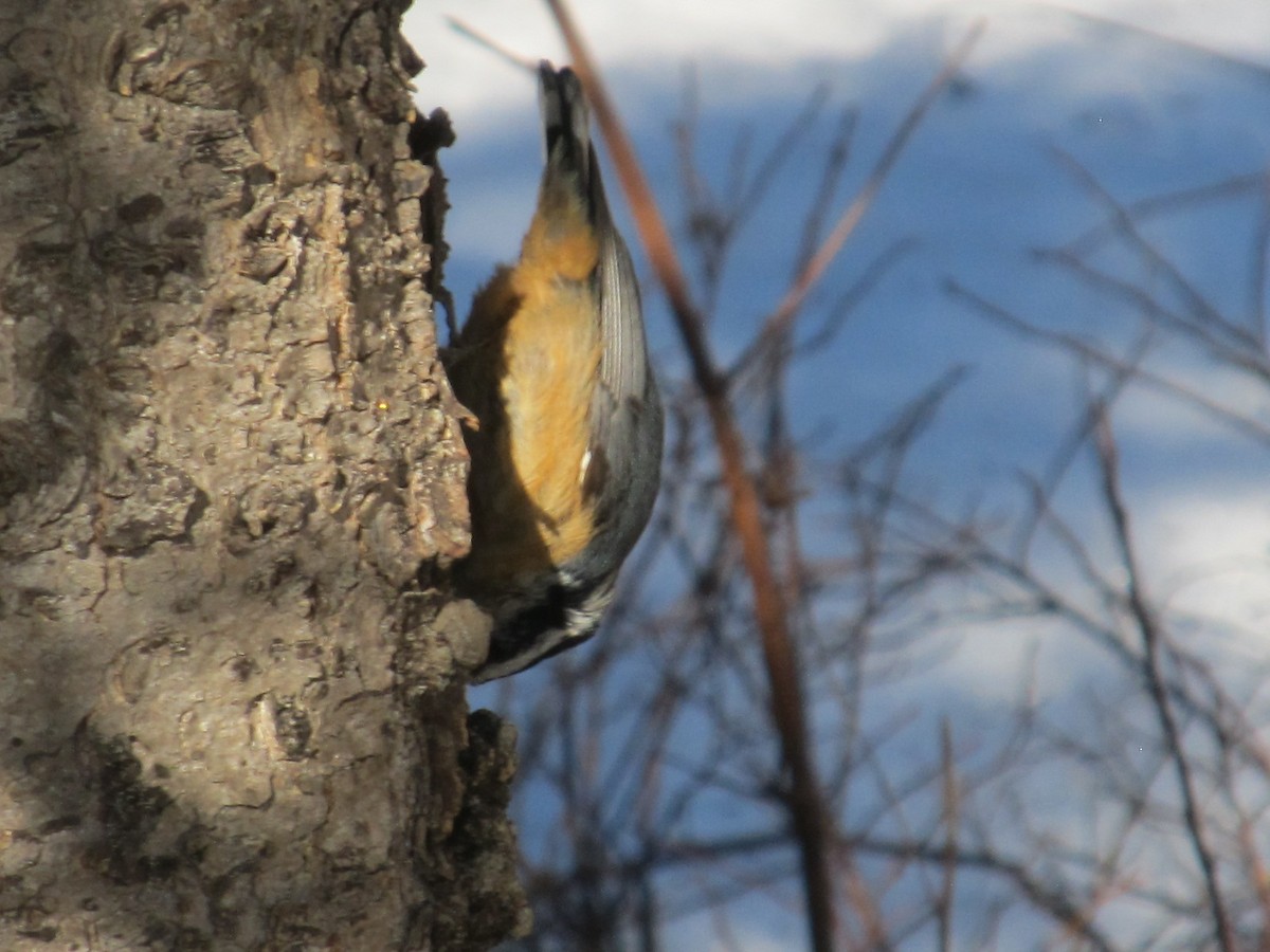 Red-breasted Nuthatch - ML616277149