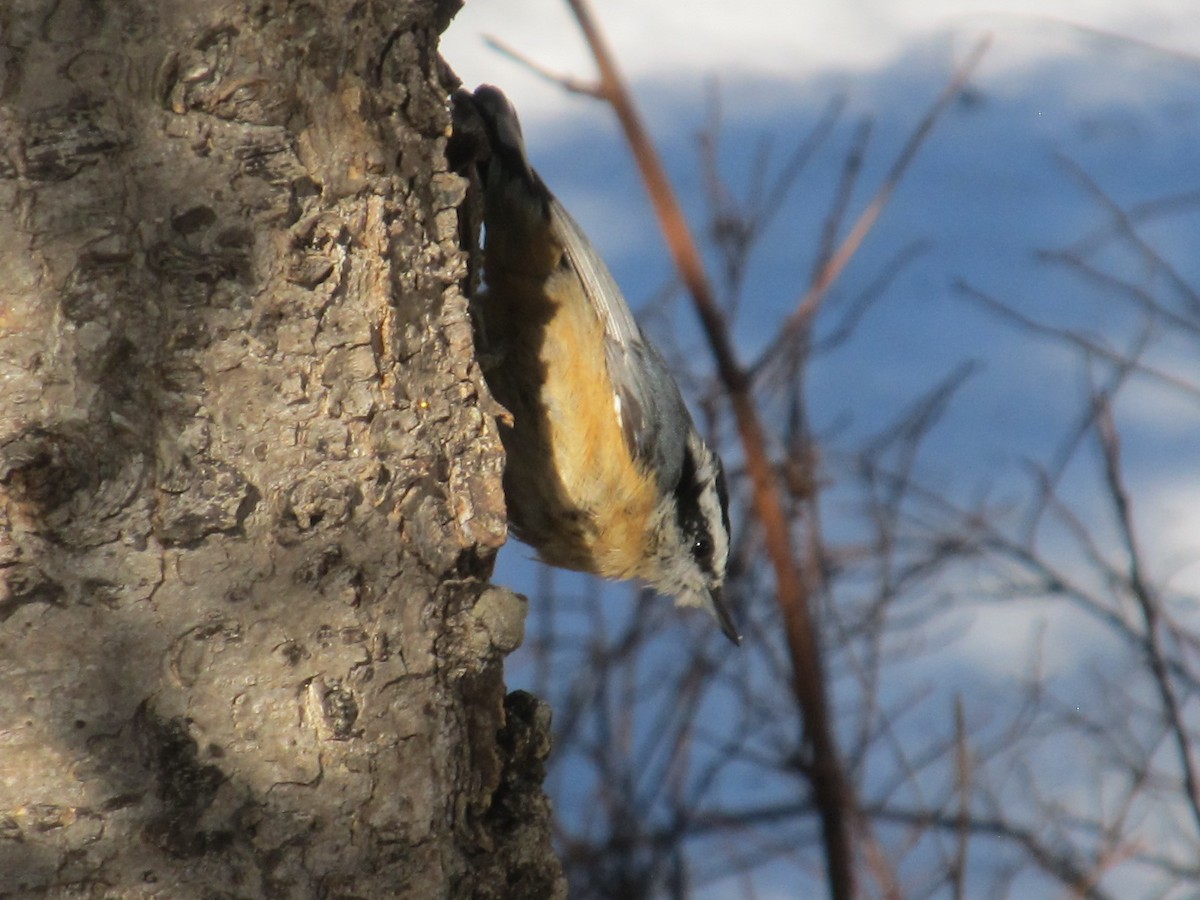 Red-breasted Nuthatch - ML616277150