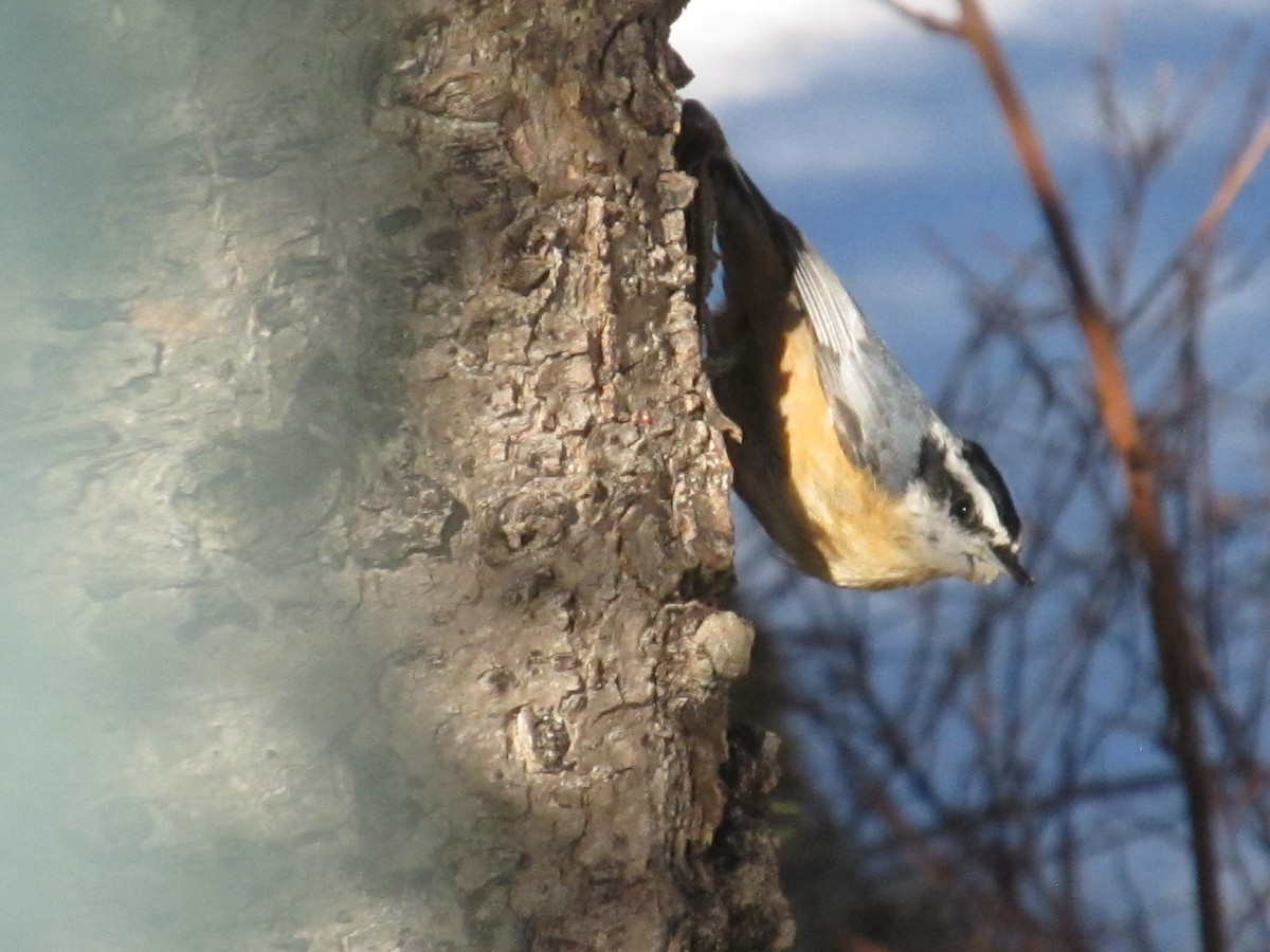 Red-breasted Nuthatch - ML616277151