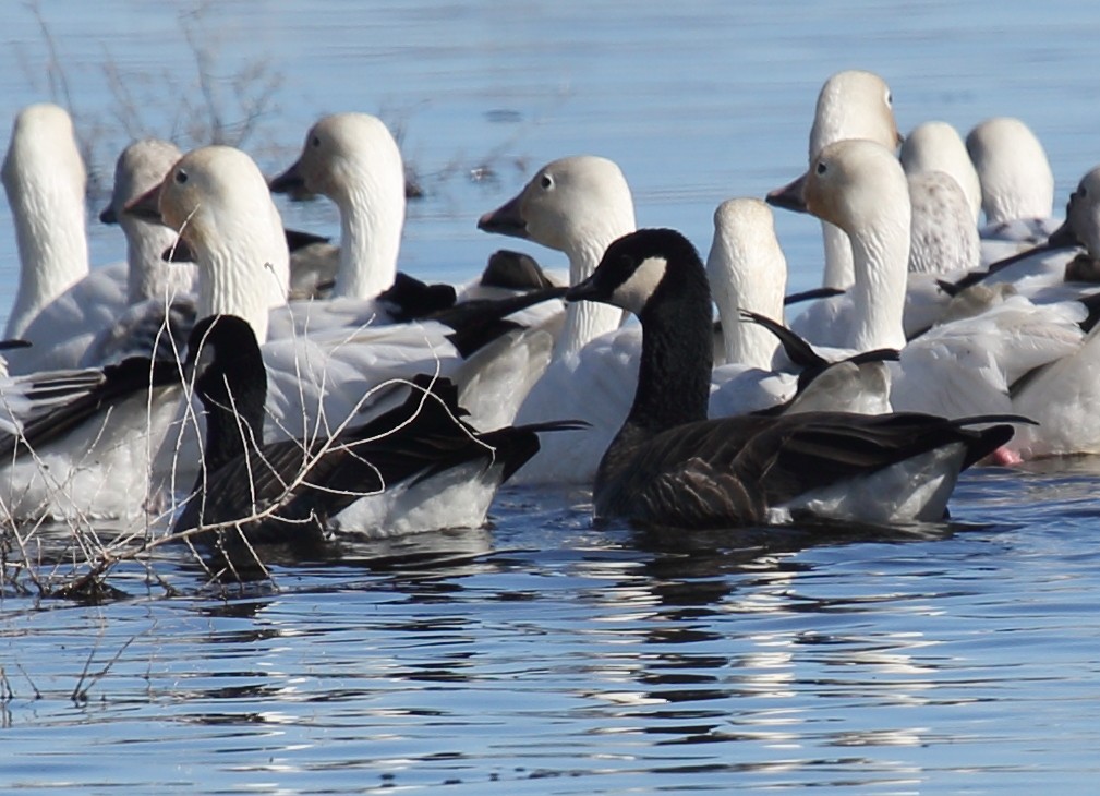 Cackling Goose (minima) - ML616277161