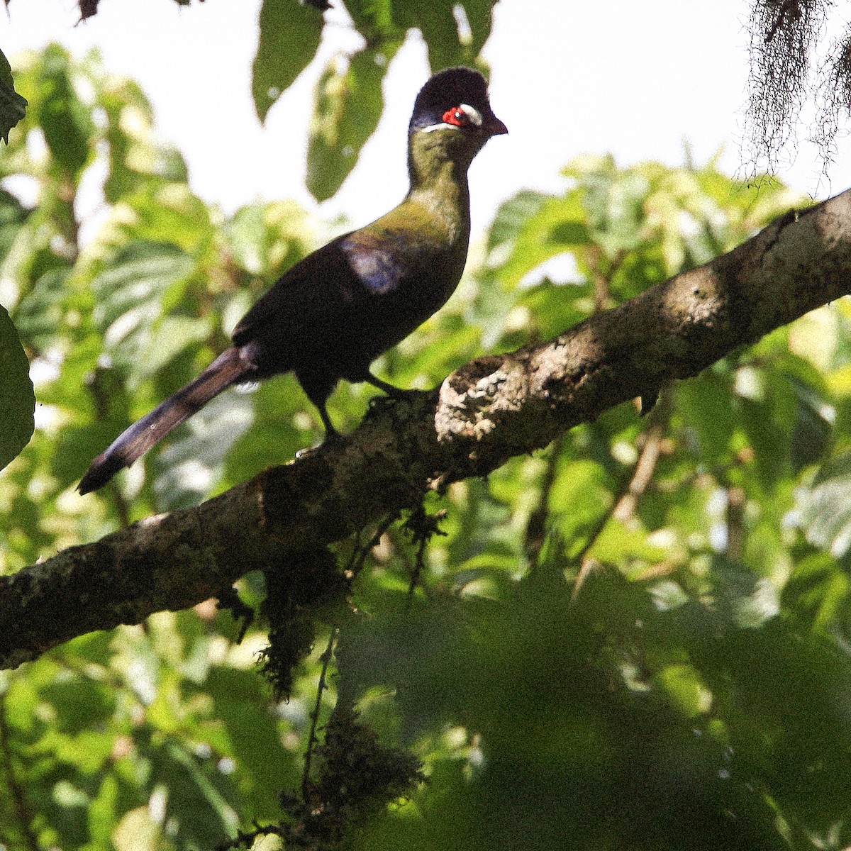 Hartlaub's Turaco - ML616277215