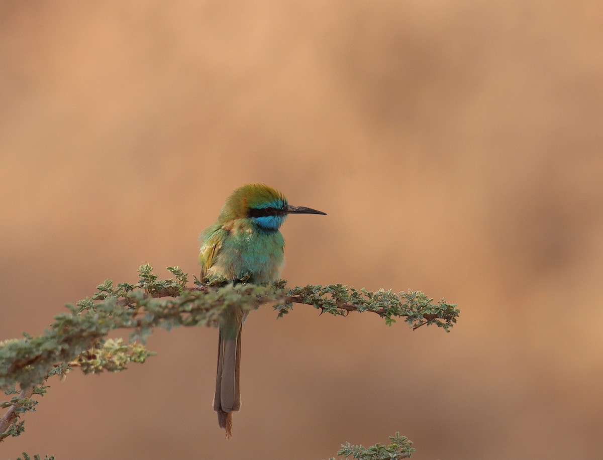 Arabian Green Bee-eater - משה נאמן