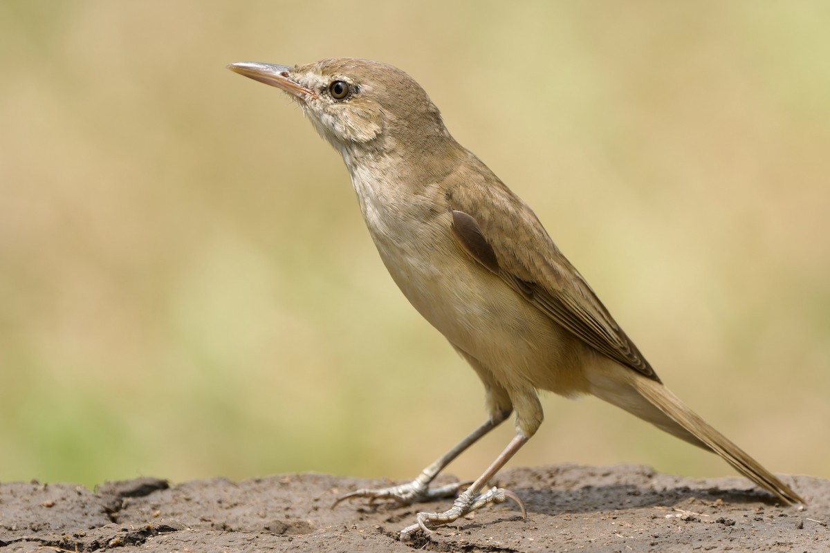 Oriental Reed Warbler - ML616277263