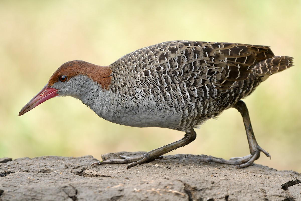 Slaty-breasted Rail - ML616277268