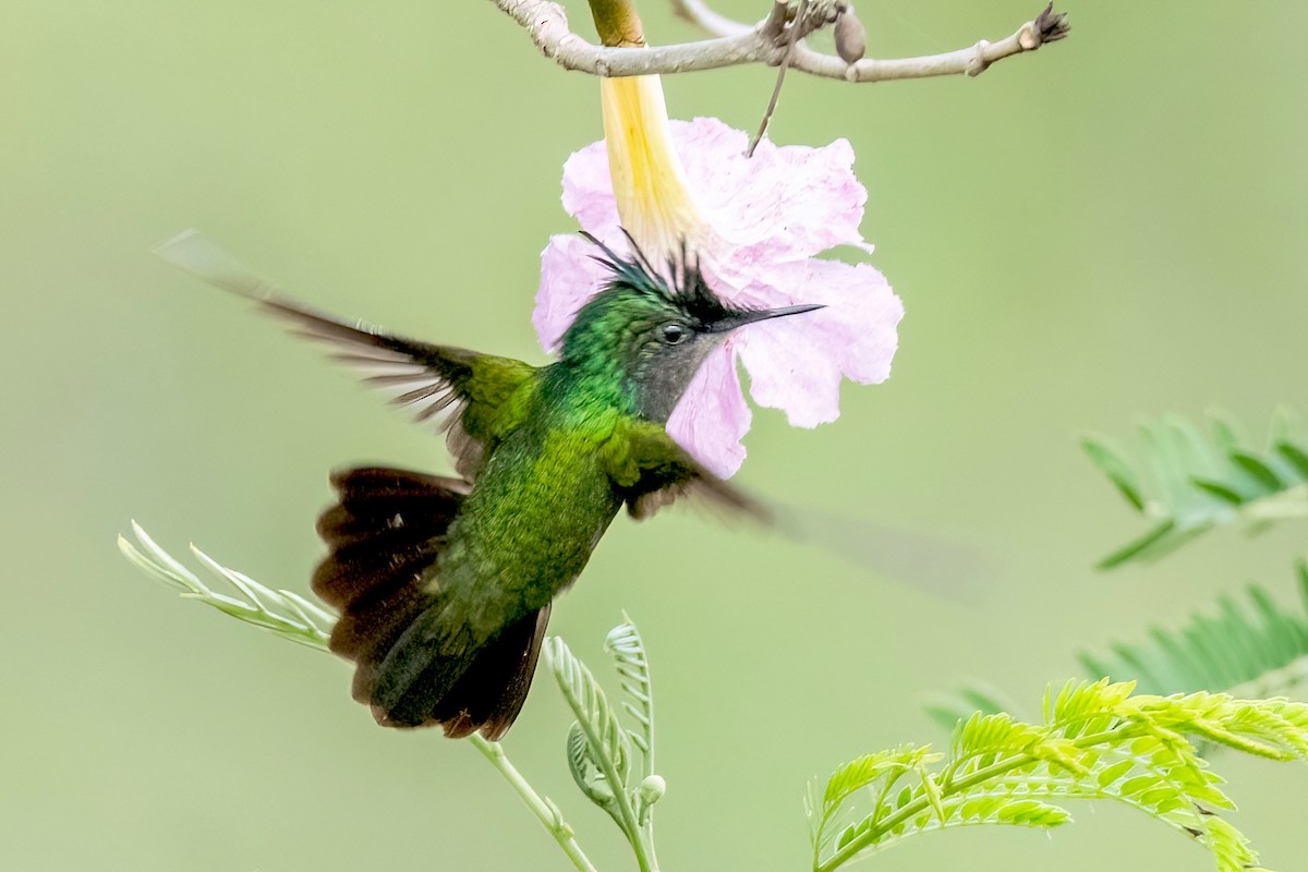 Antillean Crested Hummingbird - ML616277272