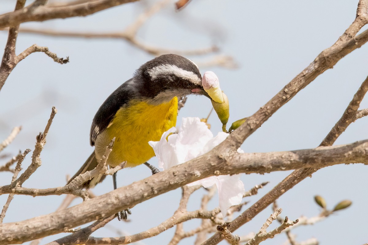 Bananaquit (Puerto Rico) - Sue Barth