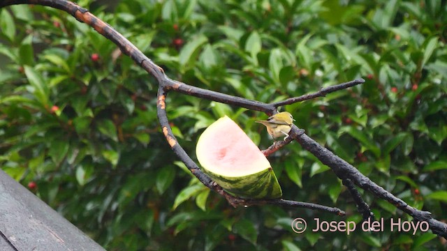 Tennessee Warbler - ML616277298