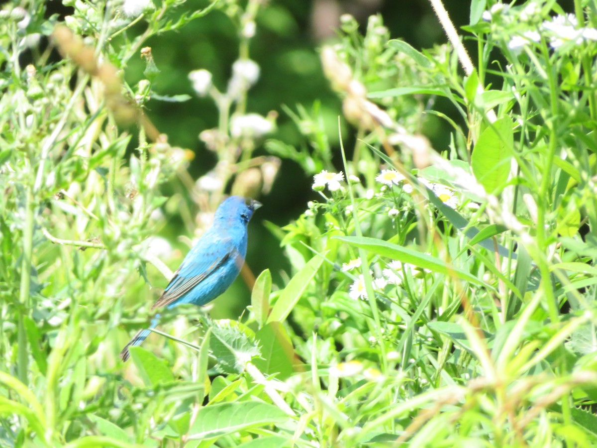 Indigo Bunting - Meg Glines