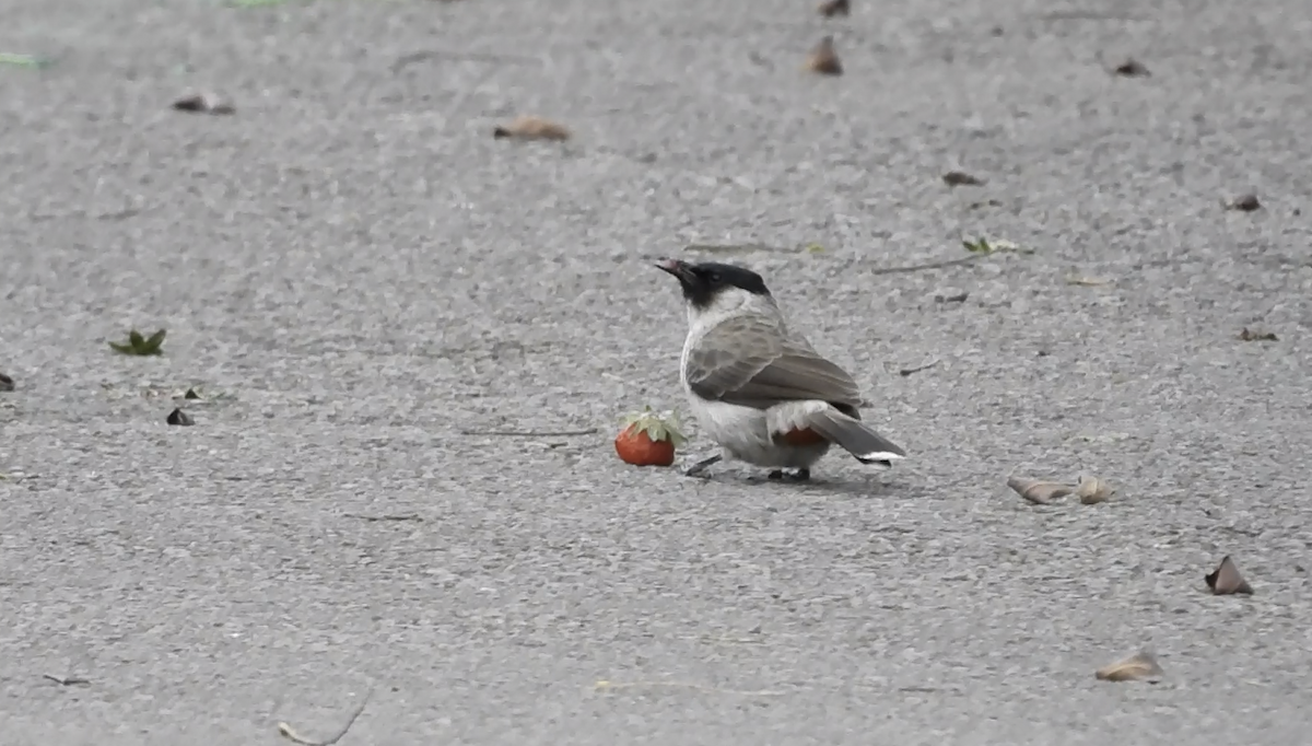 Bulbul Ventridorado - ML616277325