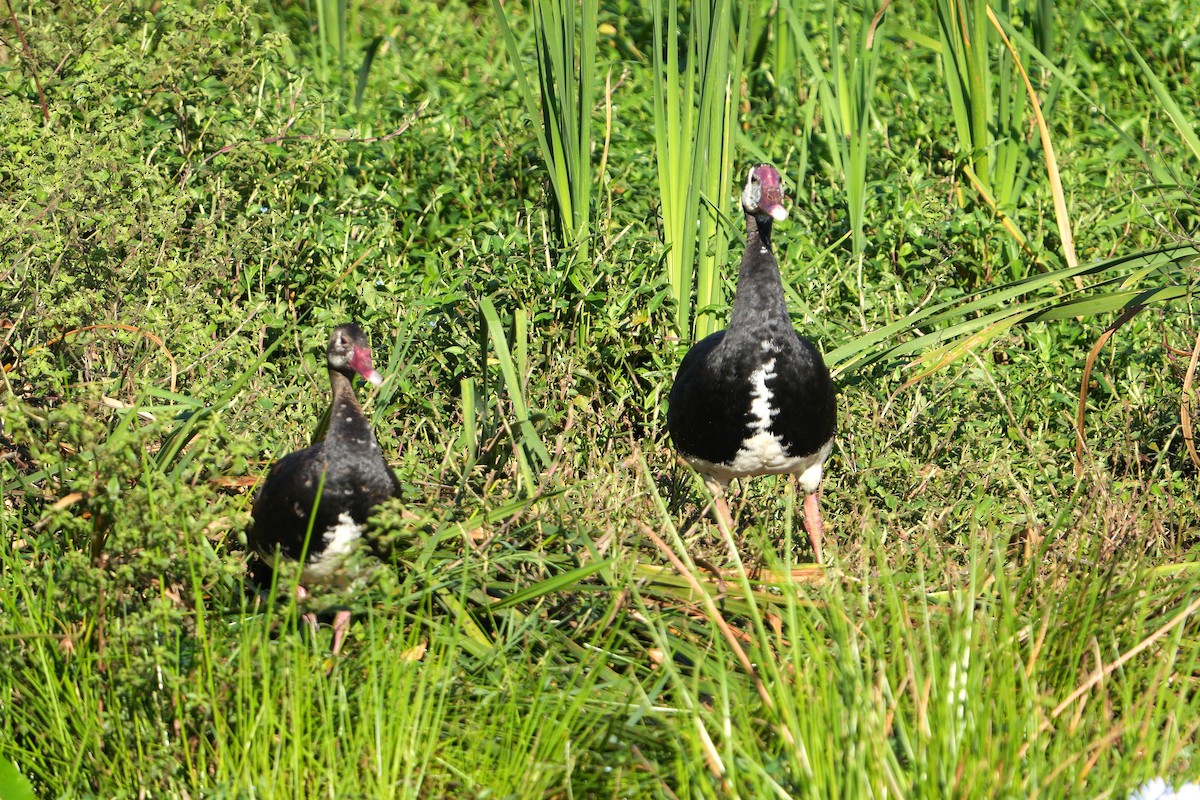 Spur-winged Goose - ML616277356
