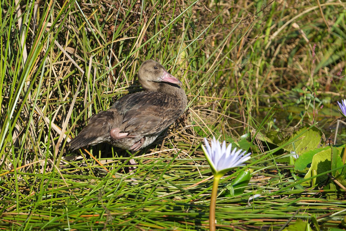 Spur-winged Goose - ML616277357