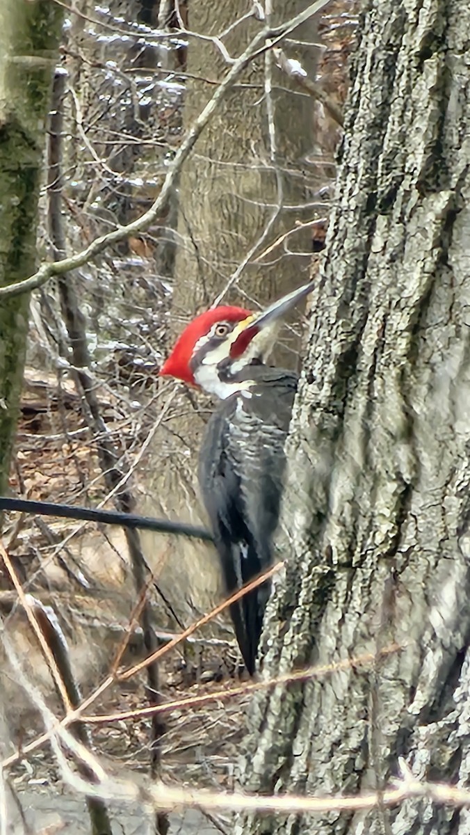 Pileated Woodpecker - ML616277368