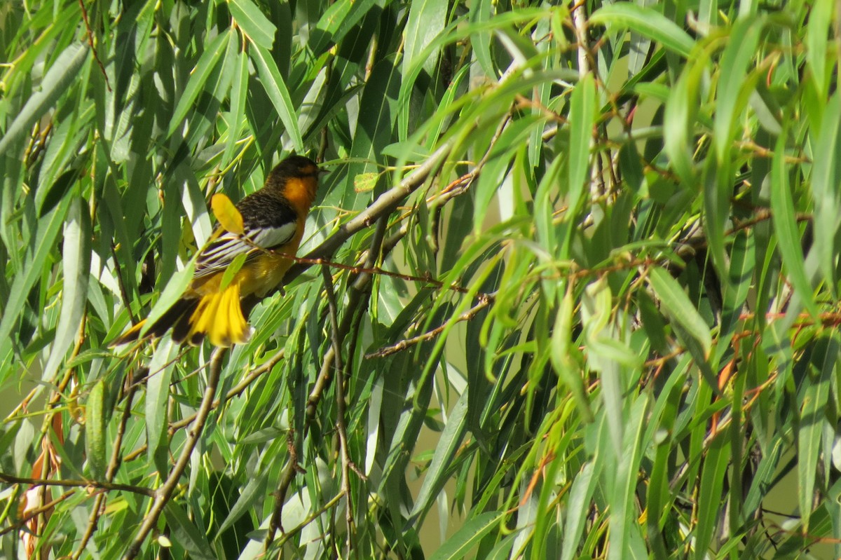 Oriole de Bullock - ML616277377