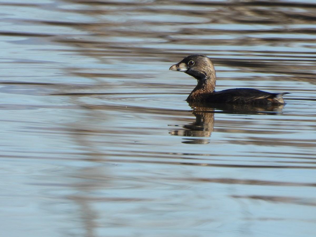 Pied-billed Grebe - ML616277394