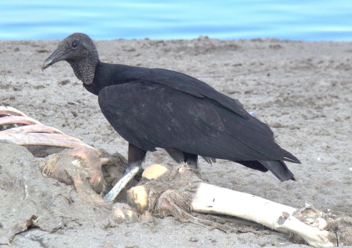 Black Vulture - ML616277395