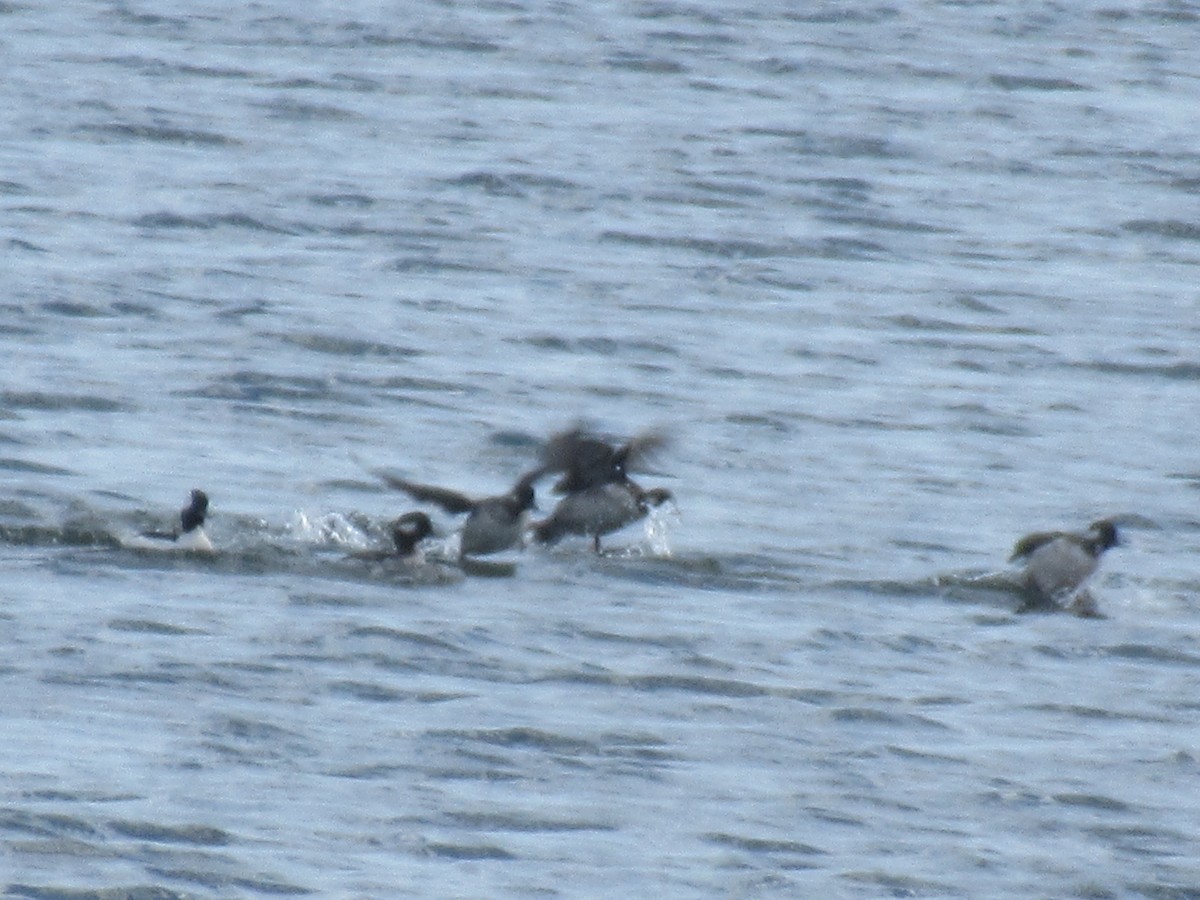 Bufflehead - ML616277397