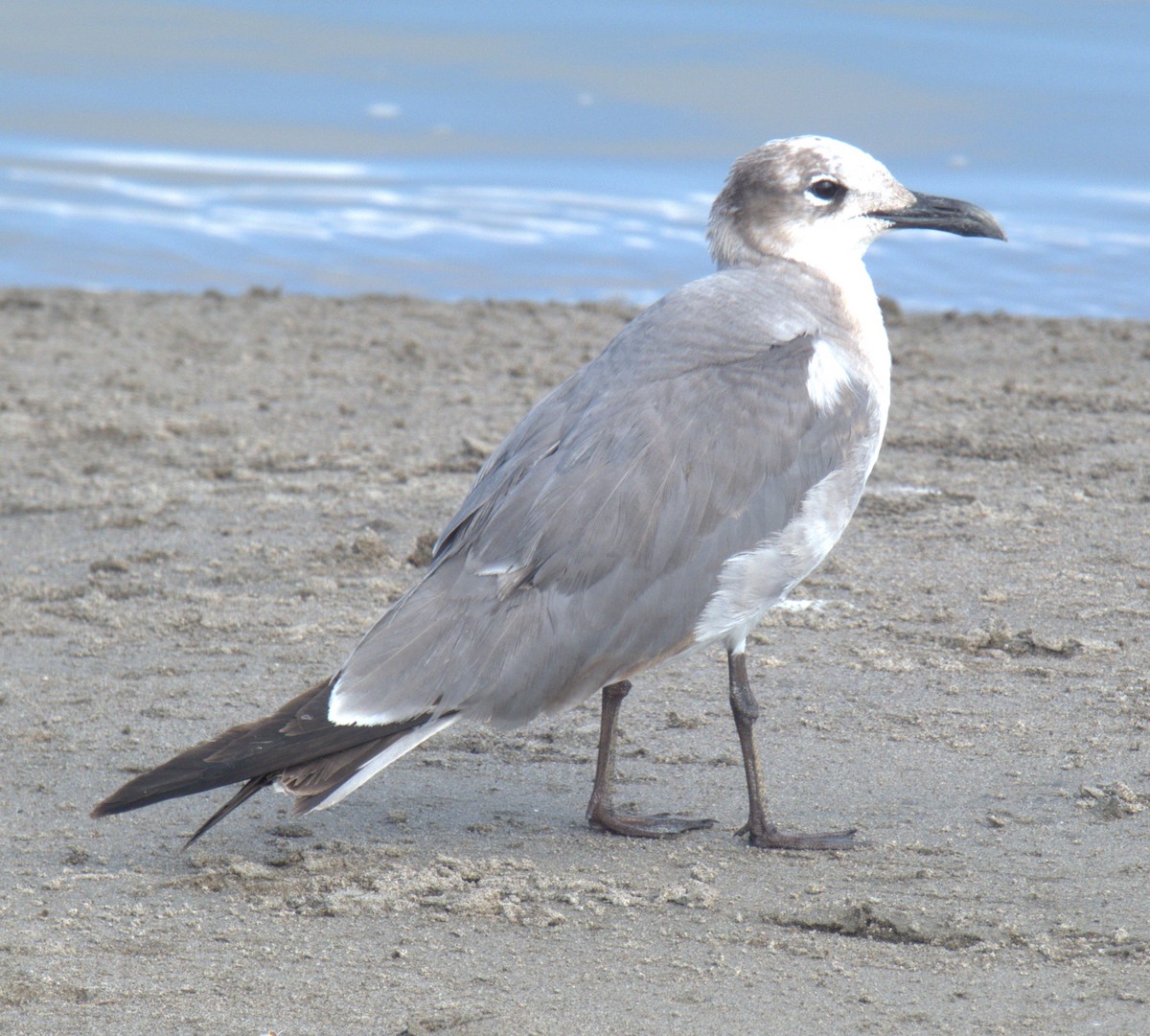 Laughing Gull - Paul Kushner