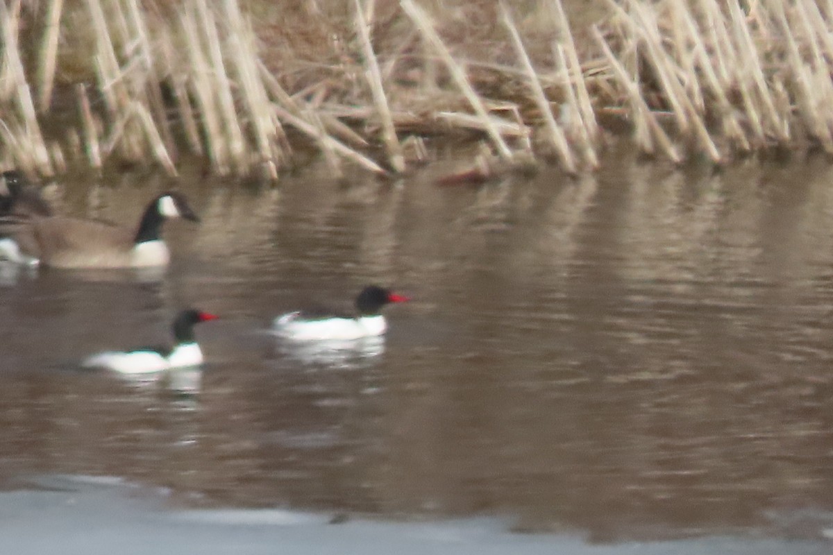 Common Merganser - ML616277406