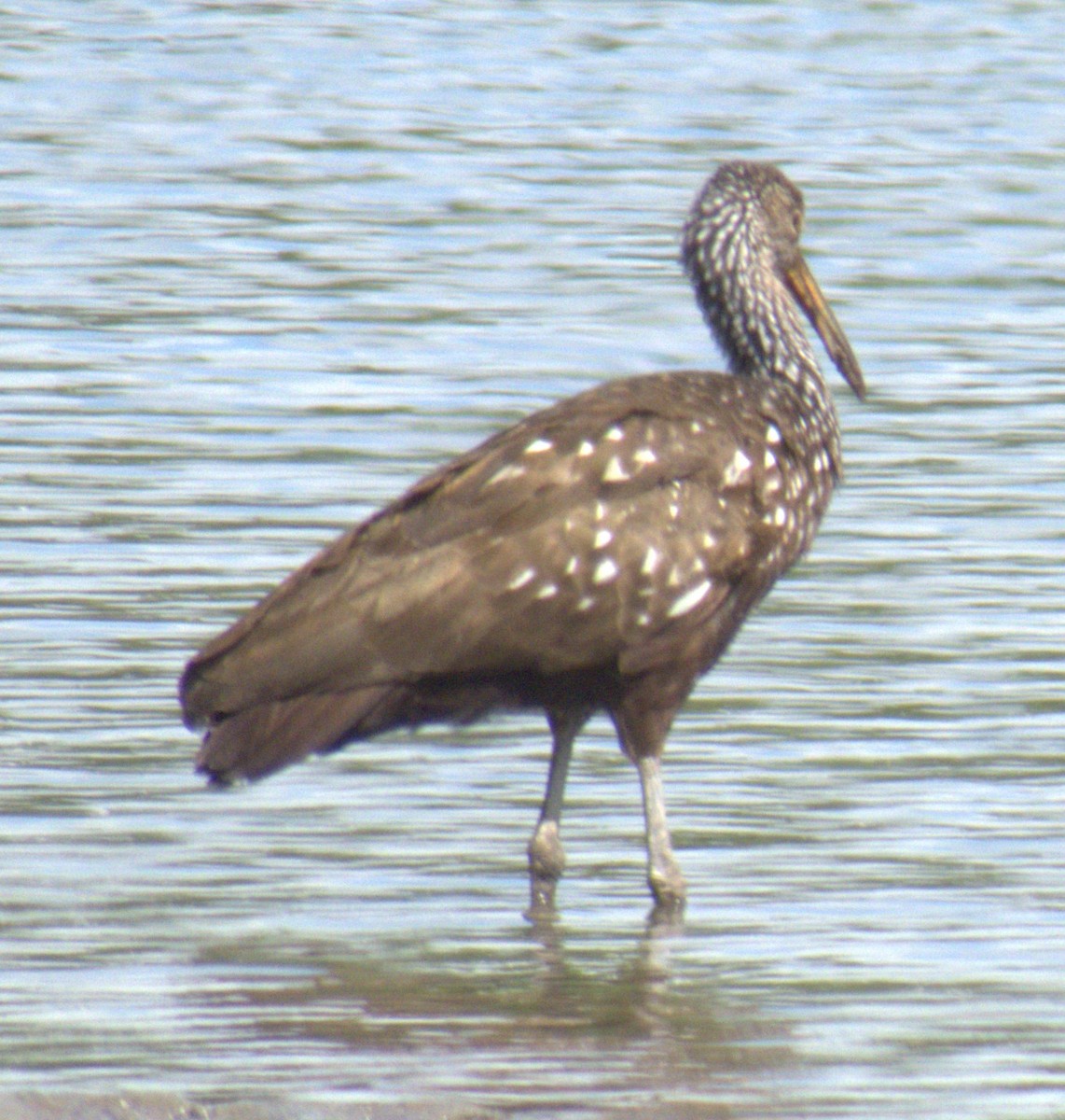 Limpkin - ML616277415