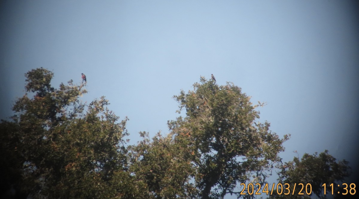 Lewis's Woodpecker - ML616277461