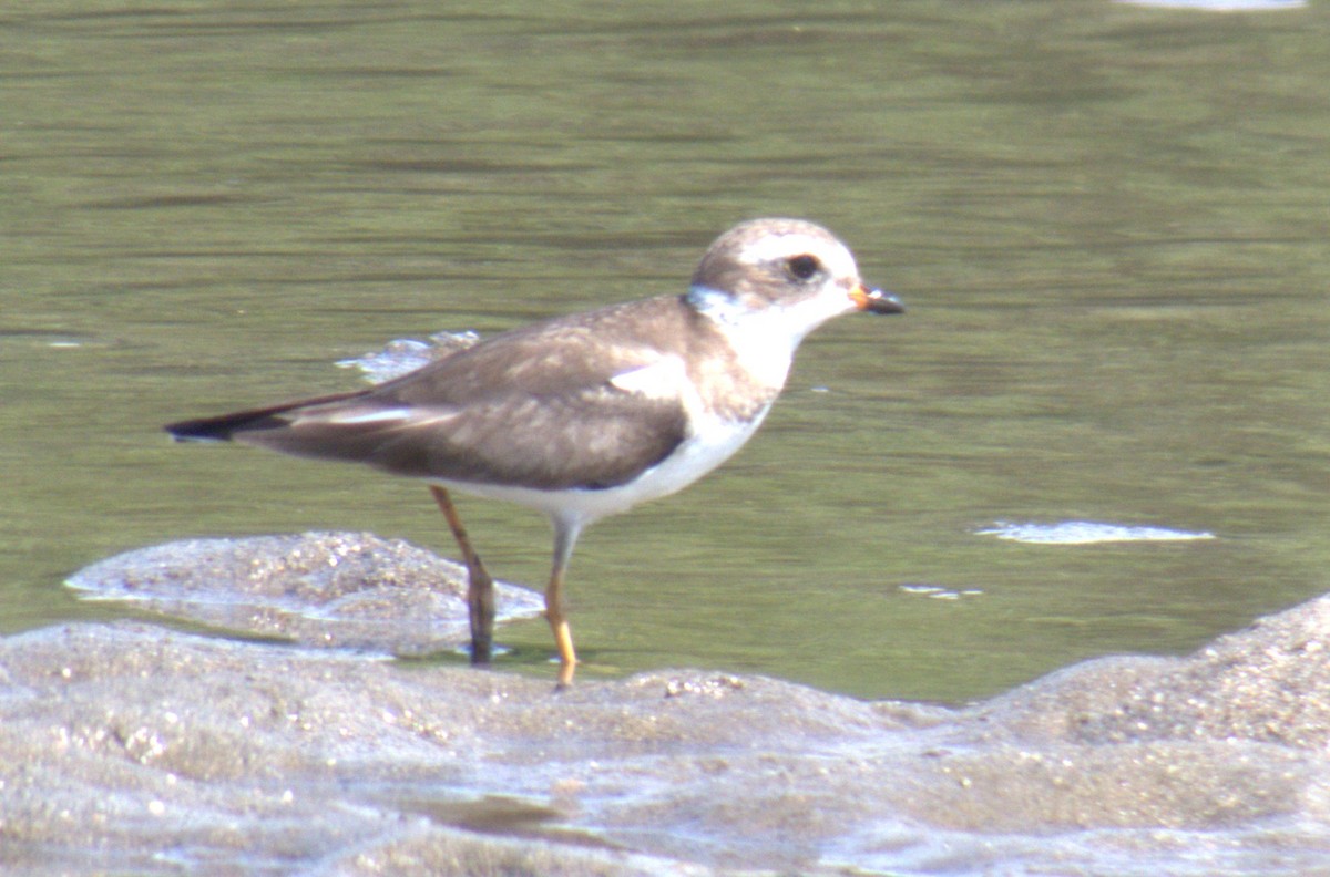 Semipalmated Plover - ML616277463