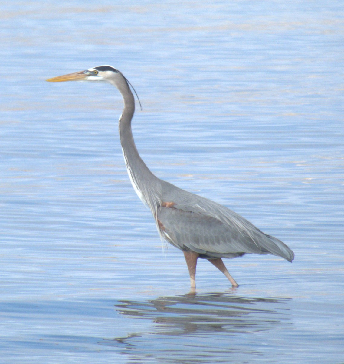 Tricolored Heron - ML616277494