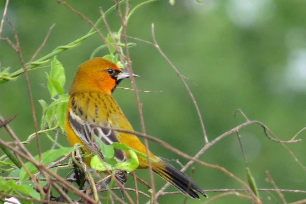 Streak-backed Oriole - Mick Mellor