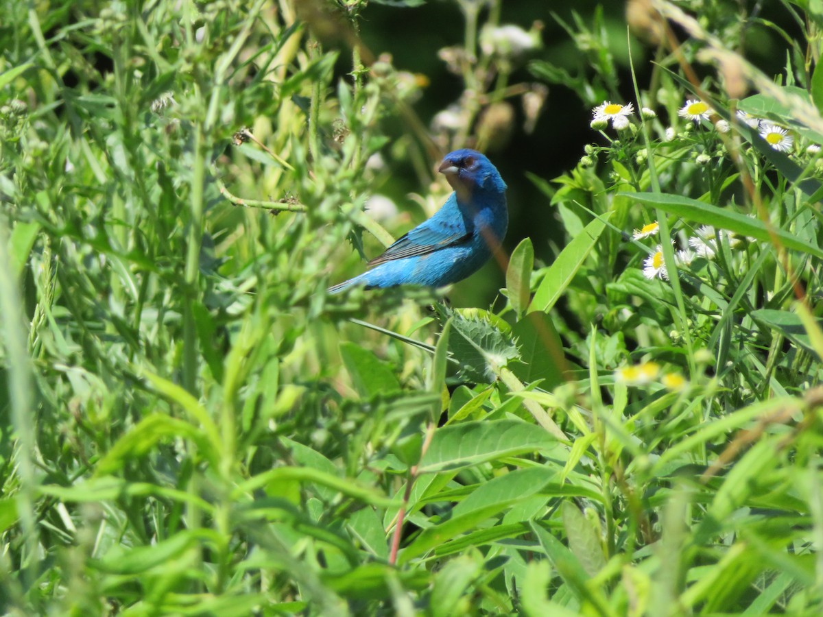 Indigo Bunting - ML61627751