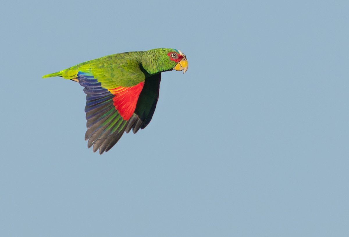 White-fronted Parrot - Lars Petersson | My World of Bird Photography
