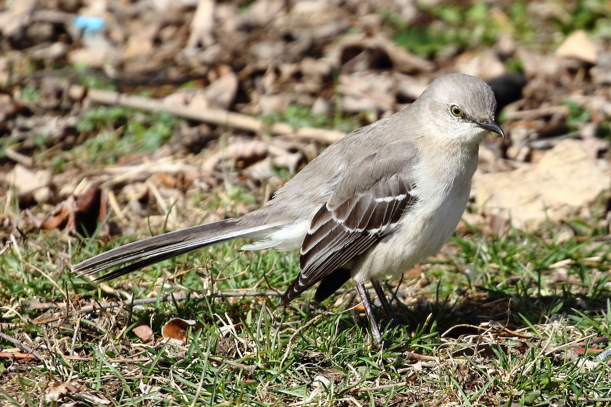 Northern Mockingbird - ML616277522