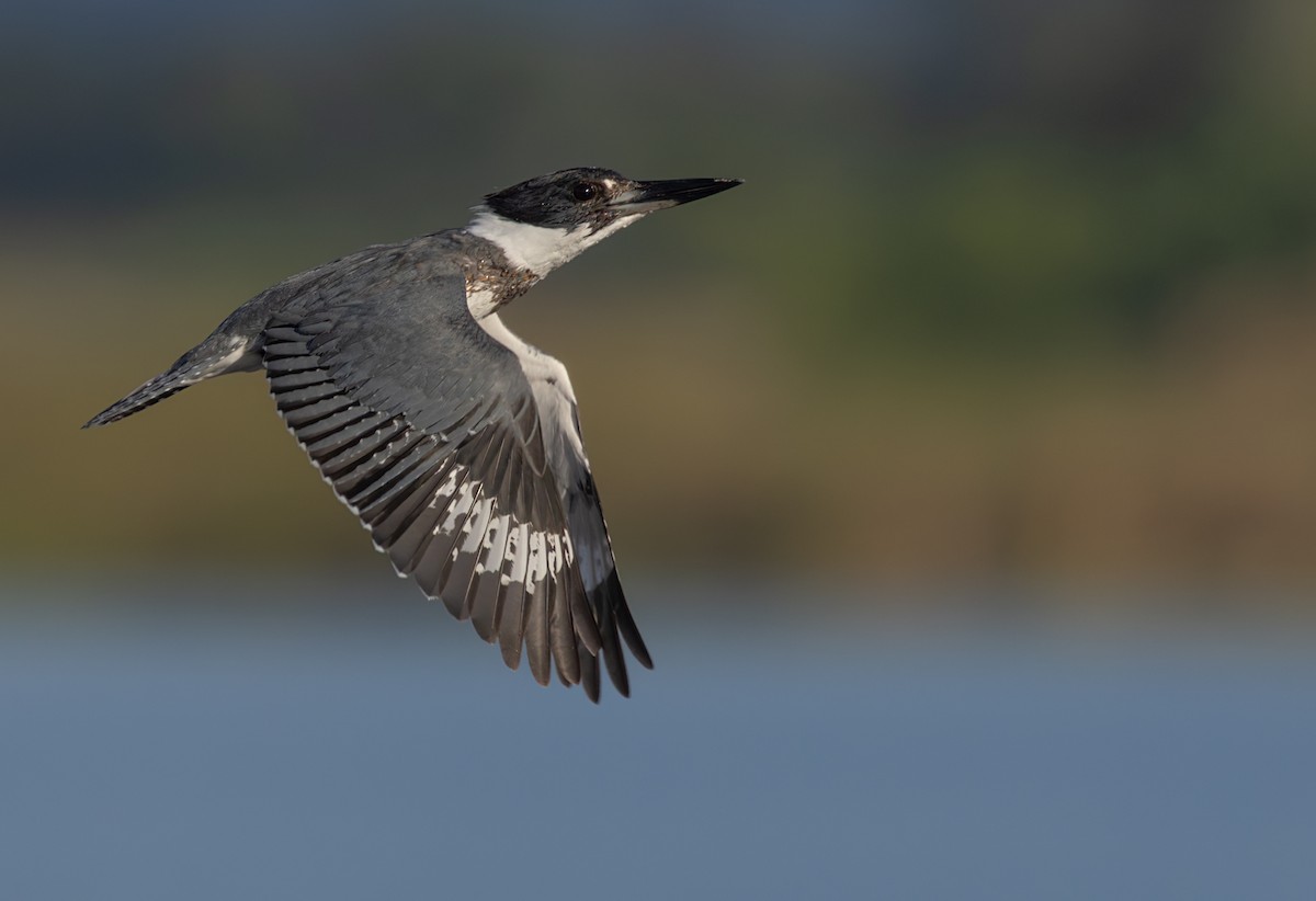 Belted Kingfisher - Lars Petersson | My World of Bird Photography