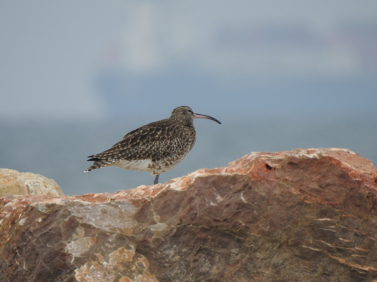 Whimbrel - Sarah-Jane Rossignol-Heppell