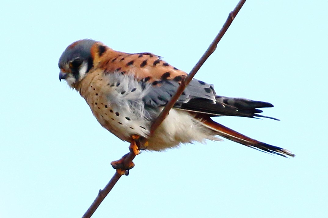 American Kestrel - ML616277537