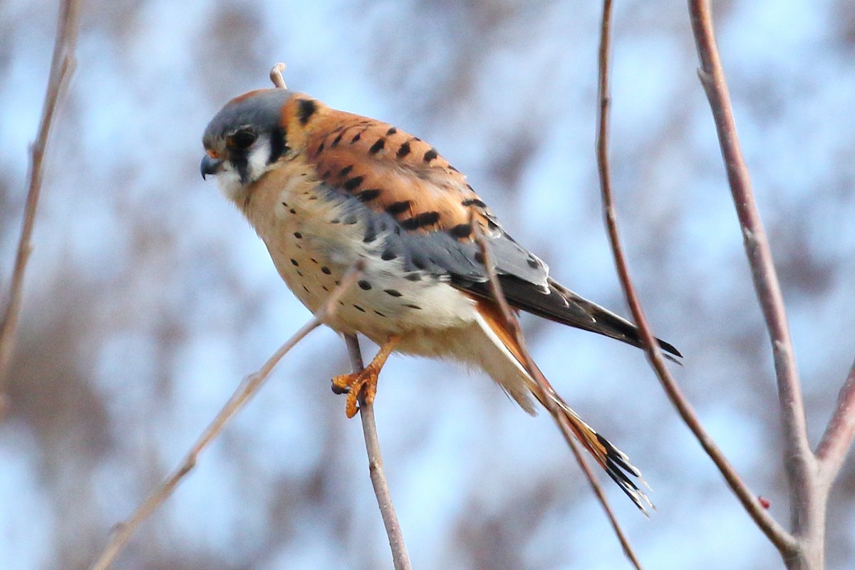 American Kestrel - ML616277538