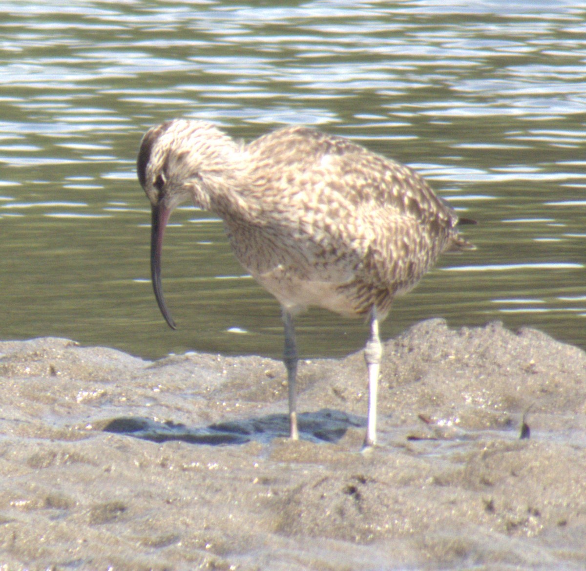 Whimbrel - ML616277542