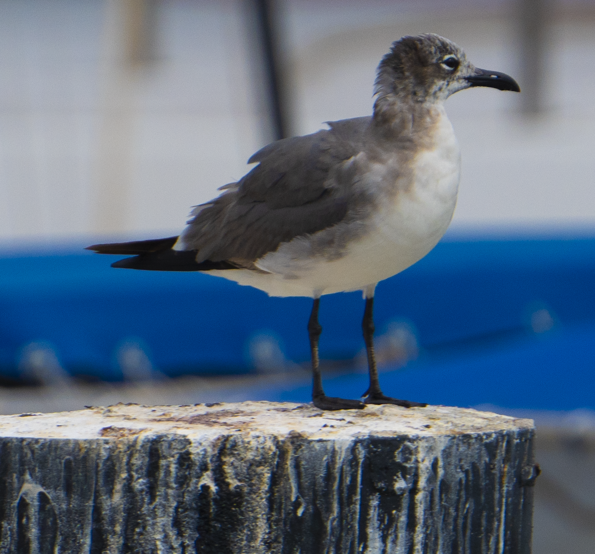 Laughing Gull - Justin Cottrell